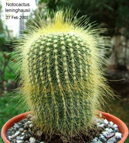 Notocactus _leninghausii_ 01